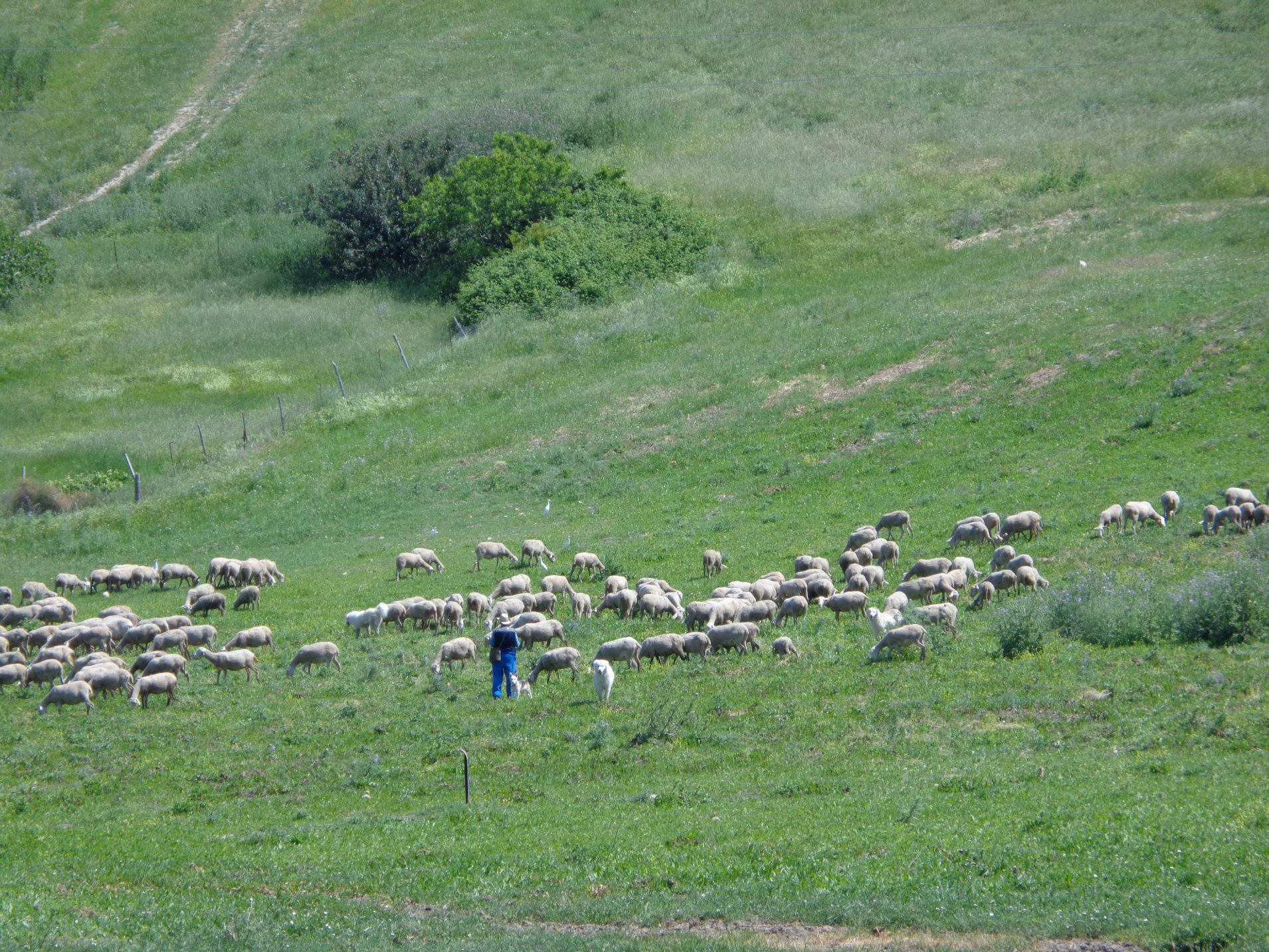 Tratturi del Molise